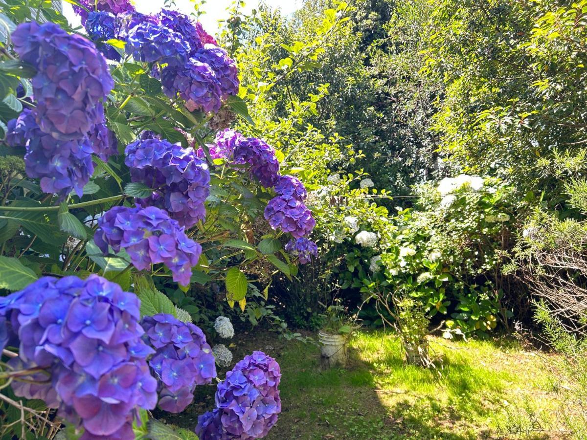 Purple Fox Ancud Exterior foto